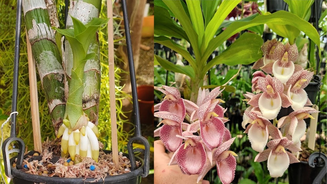 PLANTE SEU CATASETUM ASSIM E ELE FLORESCERÁ O ANO TODO