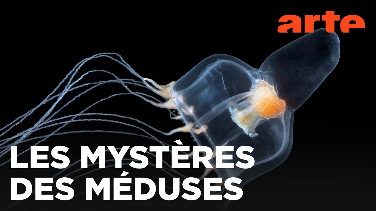 Méduses | Les souveraines des océans | ARTE Évasion