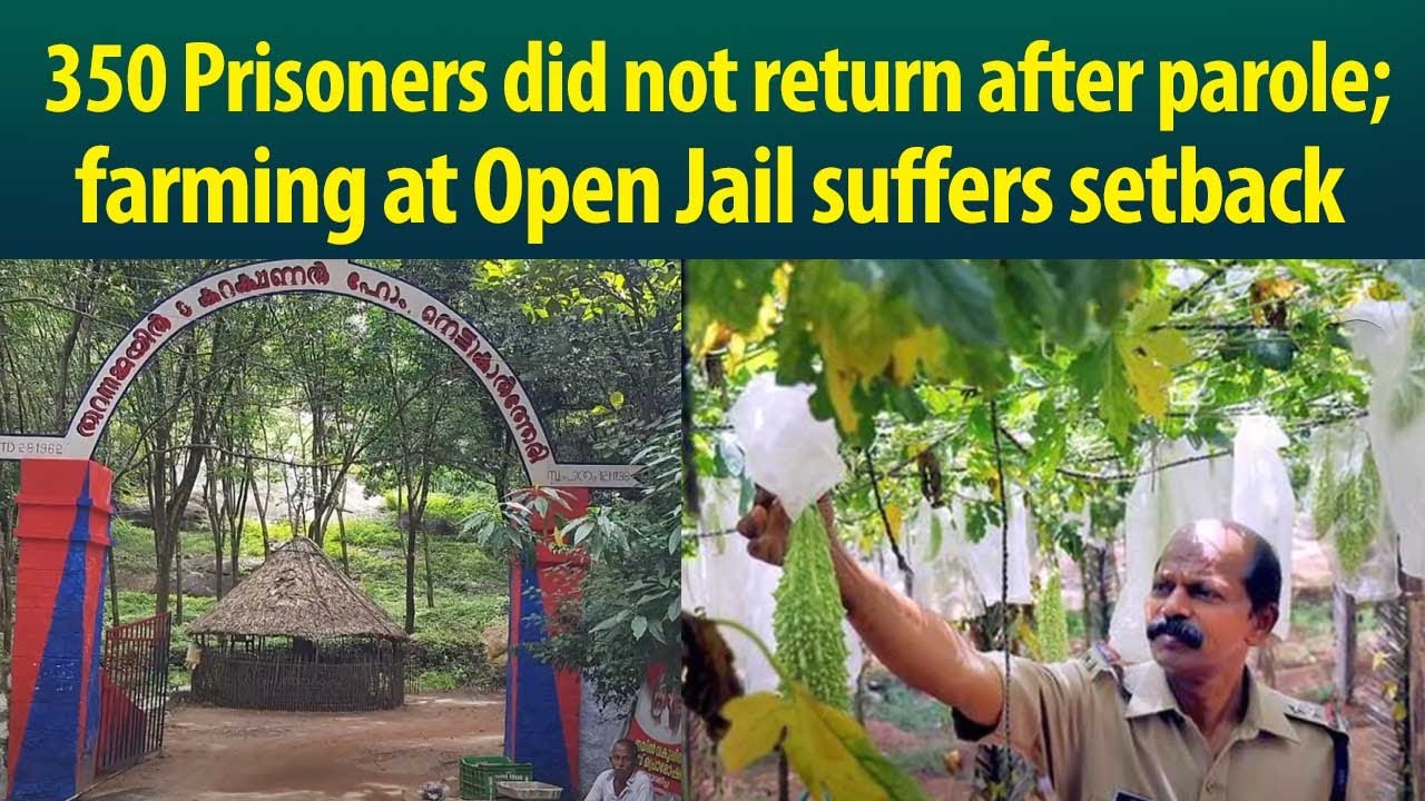 Farming at Thiruvananthapuram Nettukaltheri Open Jail comes to a standstill