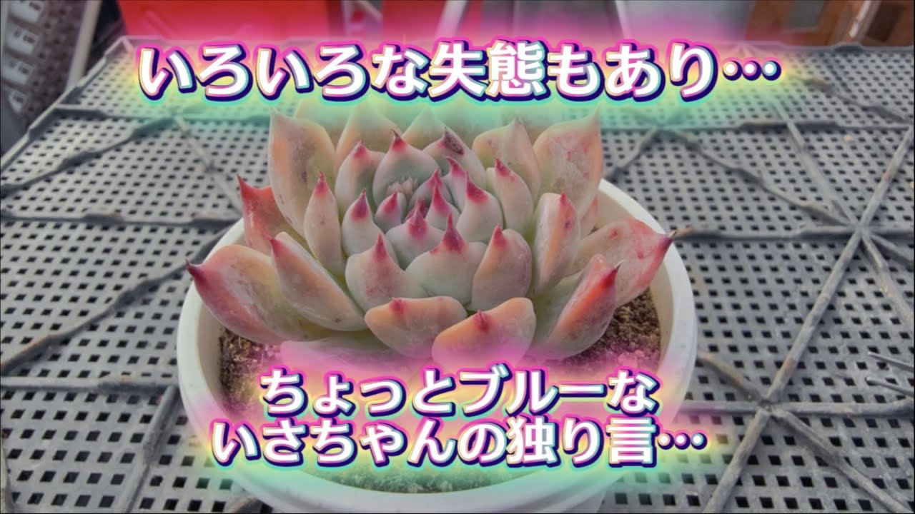 ちょっとブルーな…いさちゃんの独り言💖