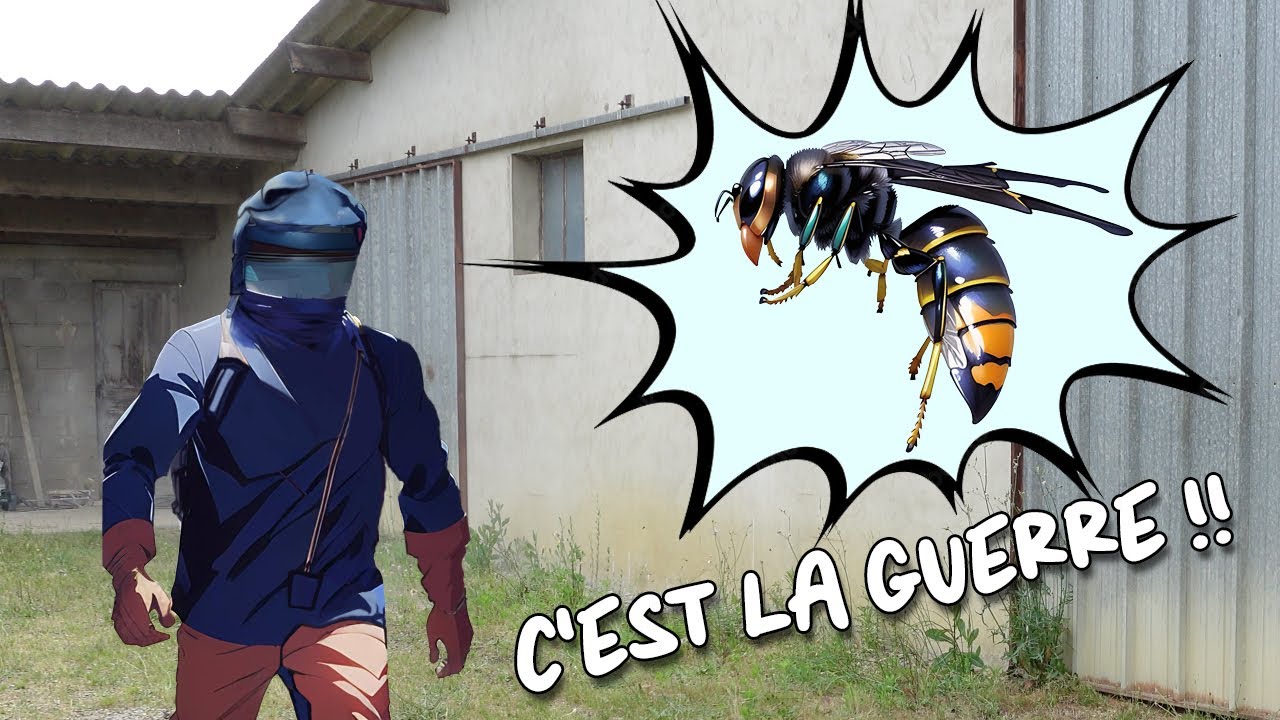 FRELONS ASIATIQUES : La contre-attaque !