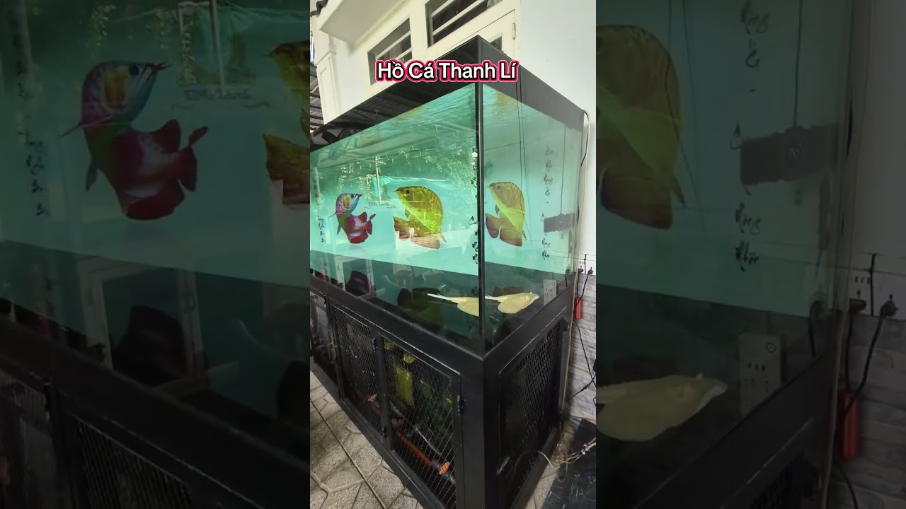 3 Bộ  Bể Cá Thanh Lí Có Một Bộ Siêu To , Thanh Lí Tại Bến Cát Bình Dương 