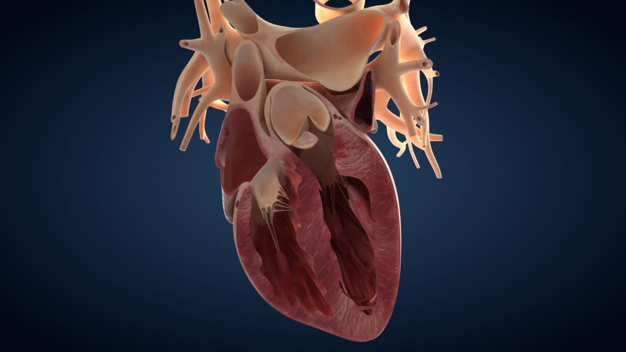 Pharma Animation  I  3D Animation  I  DLR &ndash; Kunstherz