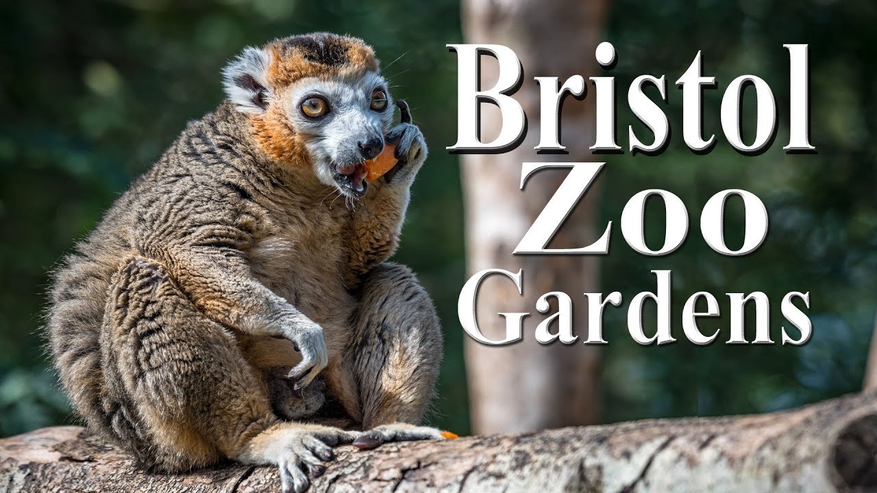 Bristol Zoo Gardens 2019