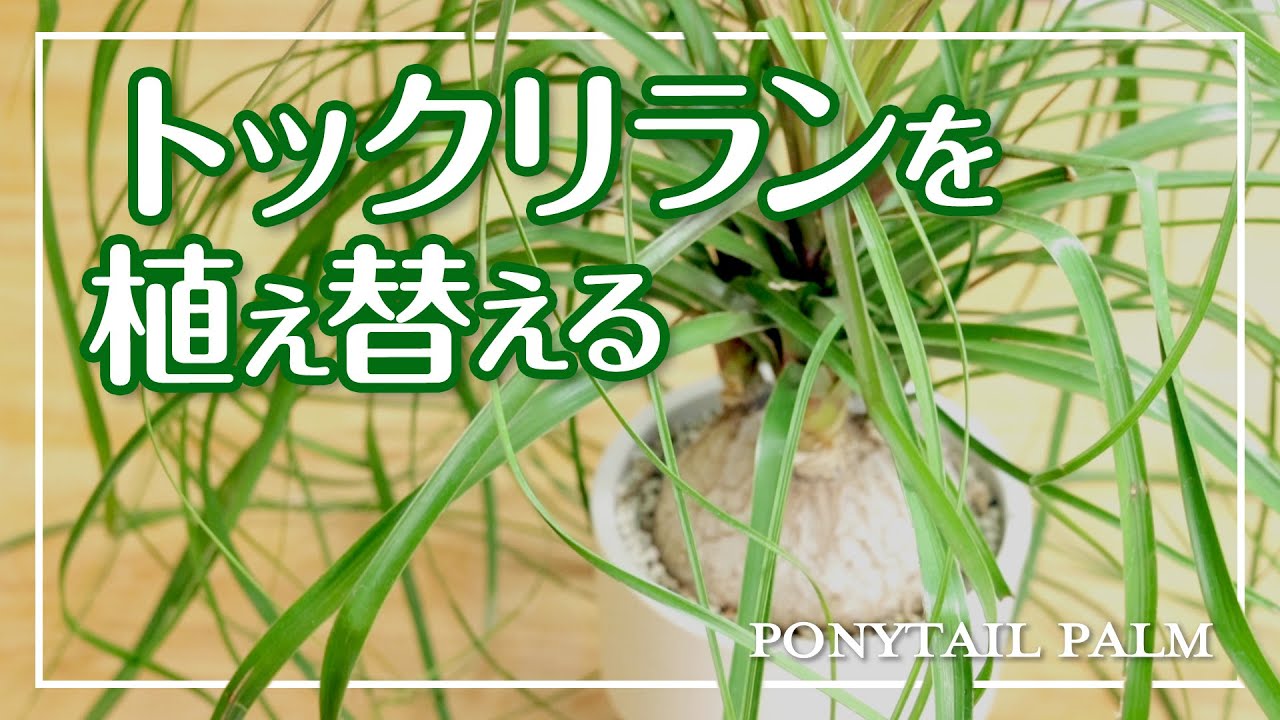 【トックリランの植え替え】4年放置した植木鉢の中の根の状態はどうなっているか。[Ponytail palm transplant]