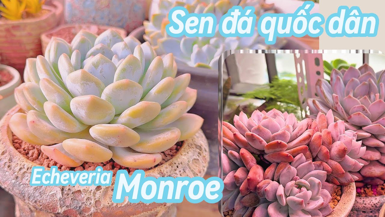 Sen đá Monroe | review 6 loại monroe được lai tạo #monroe #echeveria #senđá #chămsócsenđá