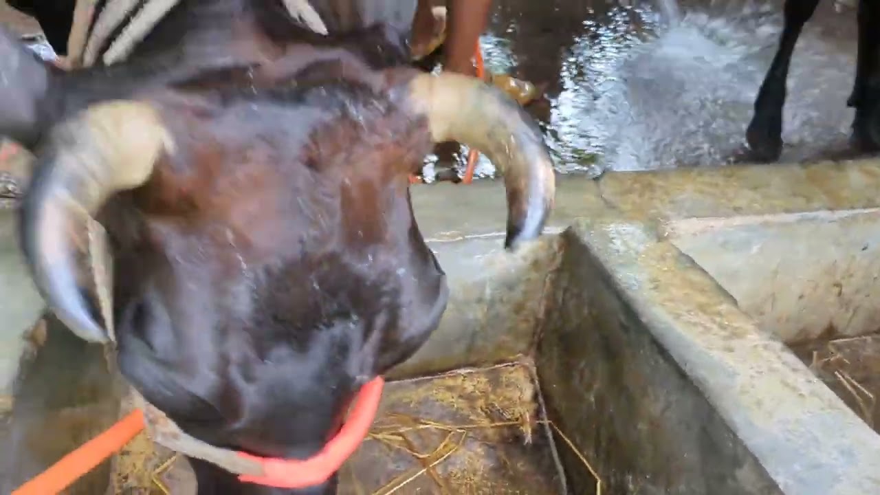 আমাদের খামারের দুই নাম্বার শেডের আপডেট🐂🐄