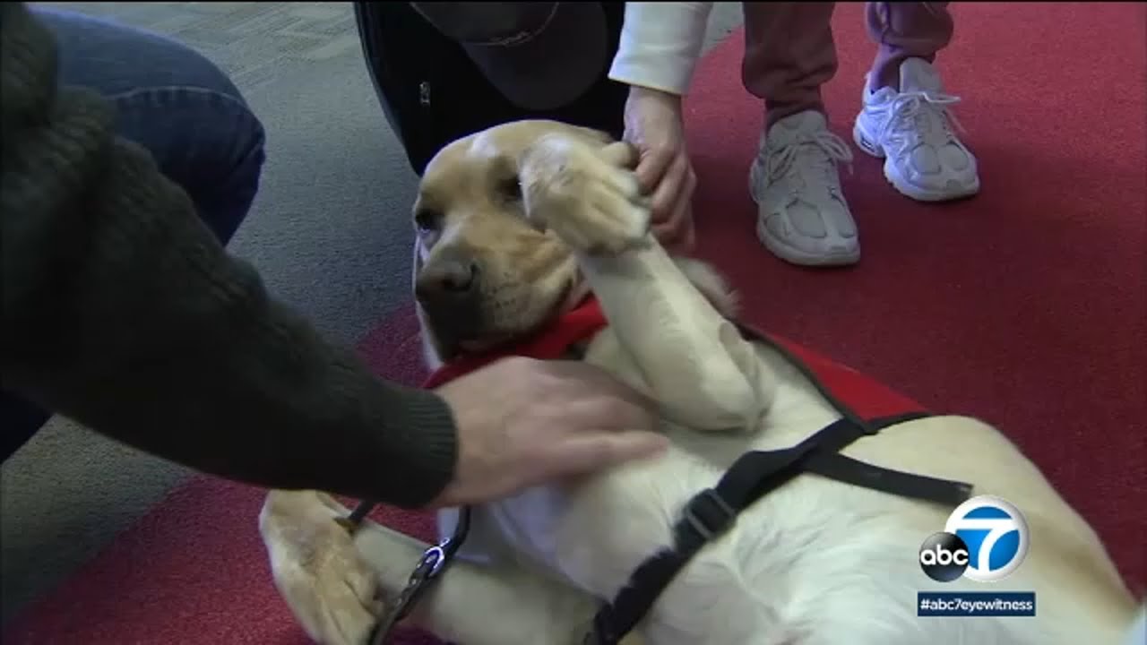 Holiday travel stress? Airport therapy dogs might help soothe your nerves