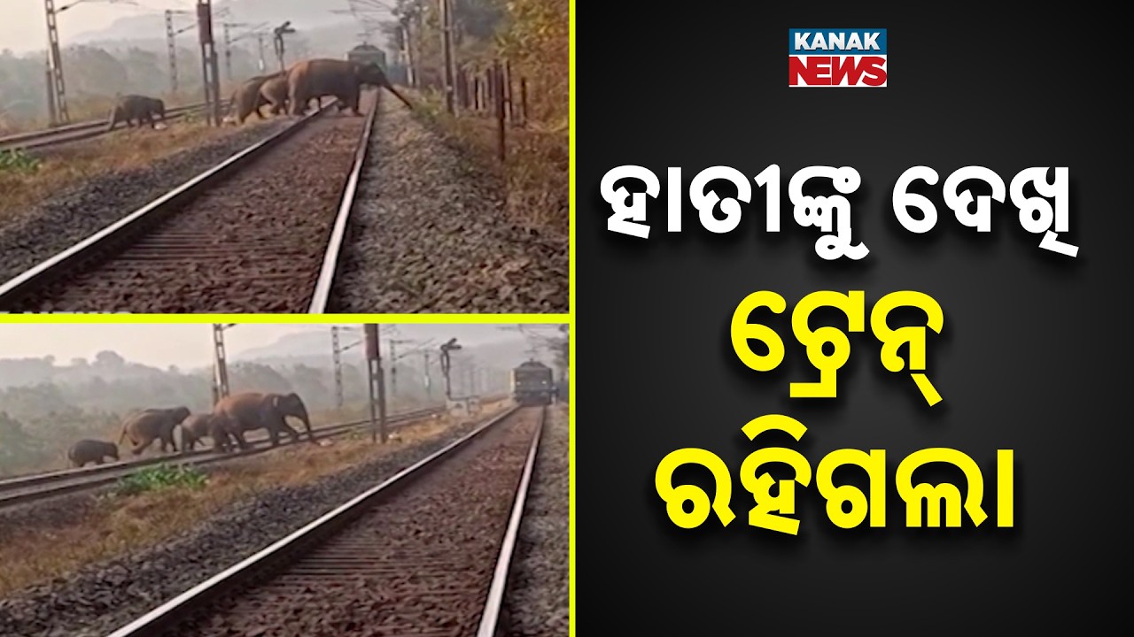 14 Elephants Cross Railway Track In Champua: Alert Train Driver Stops Train To Save Lives