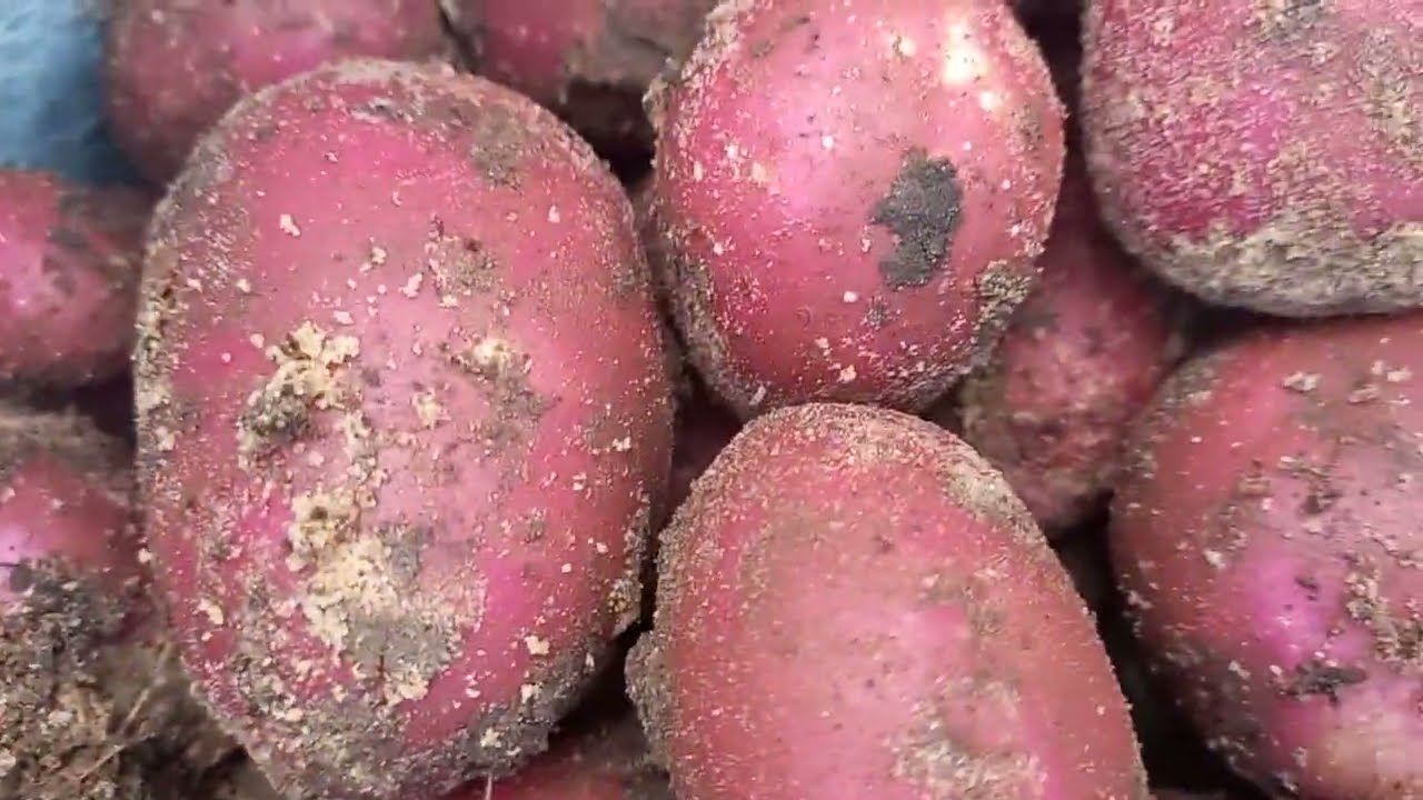 جني بطاطا بيولوجية / récolte de pommes de terre bio