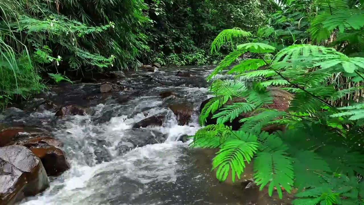 Peaceful Tropical River Flowing Over Mossy Stones in Dense Jungle Natural Calm Ambience