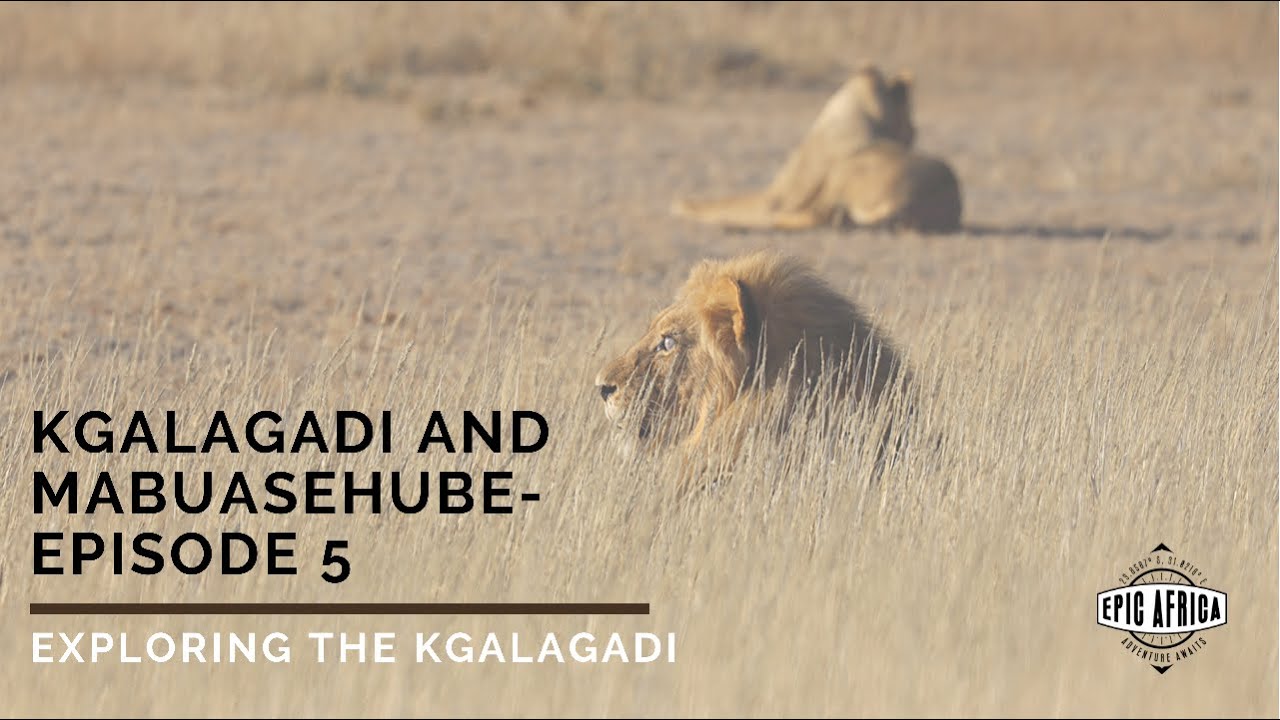 Kgalagadi and Mabuasehube: Episode 5 - Exploring the Kgalagadi