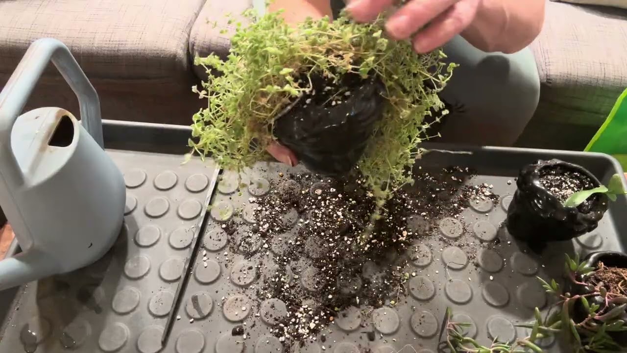 Topping off trailing succulent soil