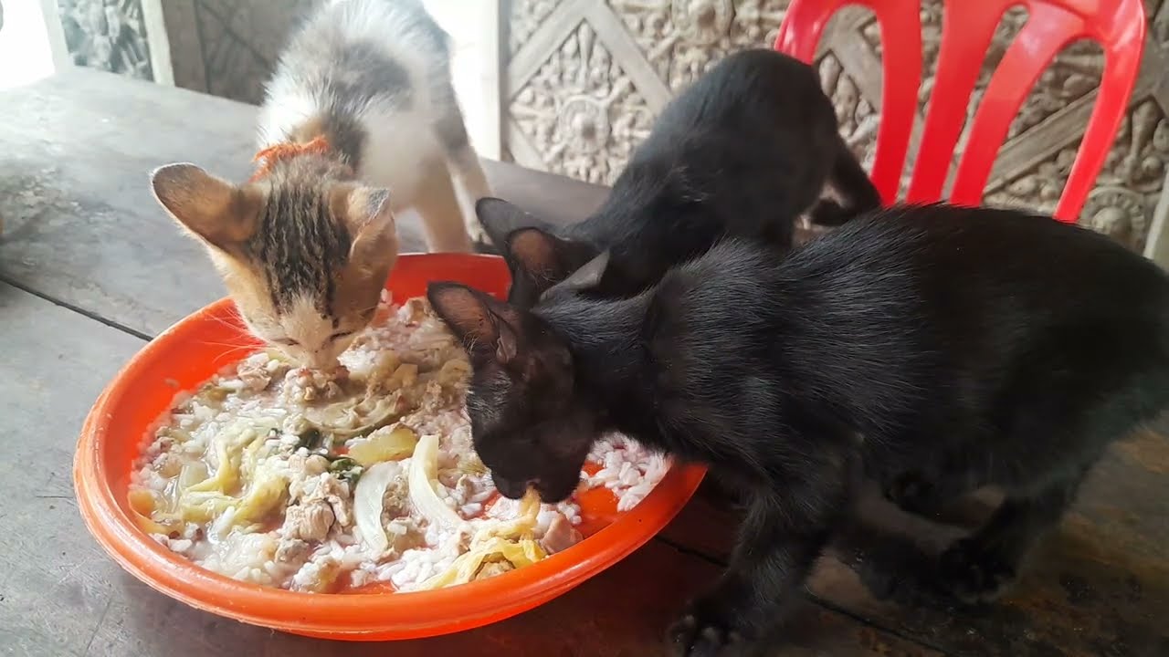 The abandoned kittens eating rice together in the pagoda 