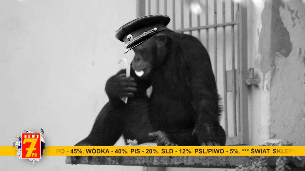 Je banana małpa w ZOO