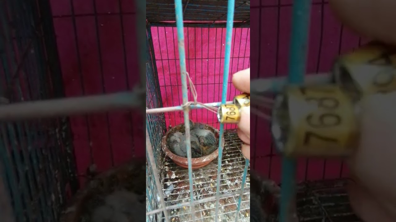 #pigeon 