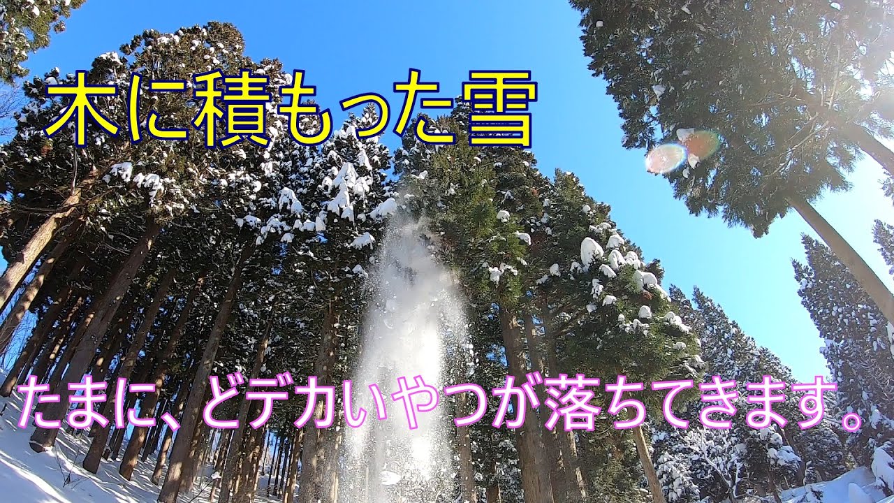 【ヤブ漕ぎ】スプリットボードでバックカントリー　登ってみたらヤブだらけ。護摩堂山　福井