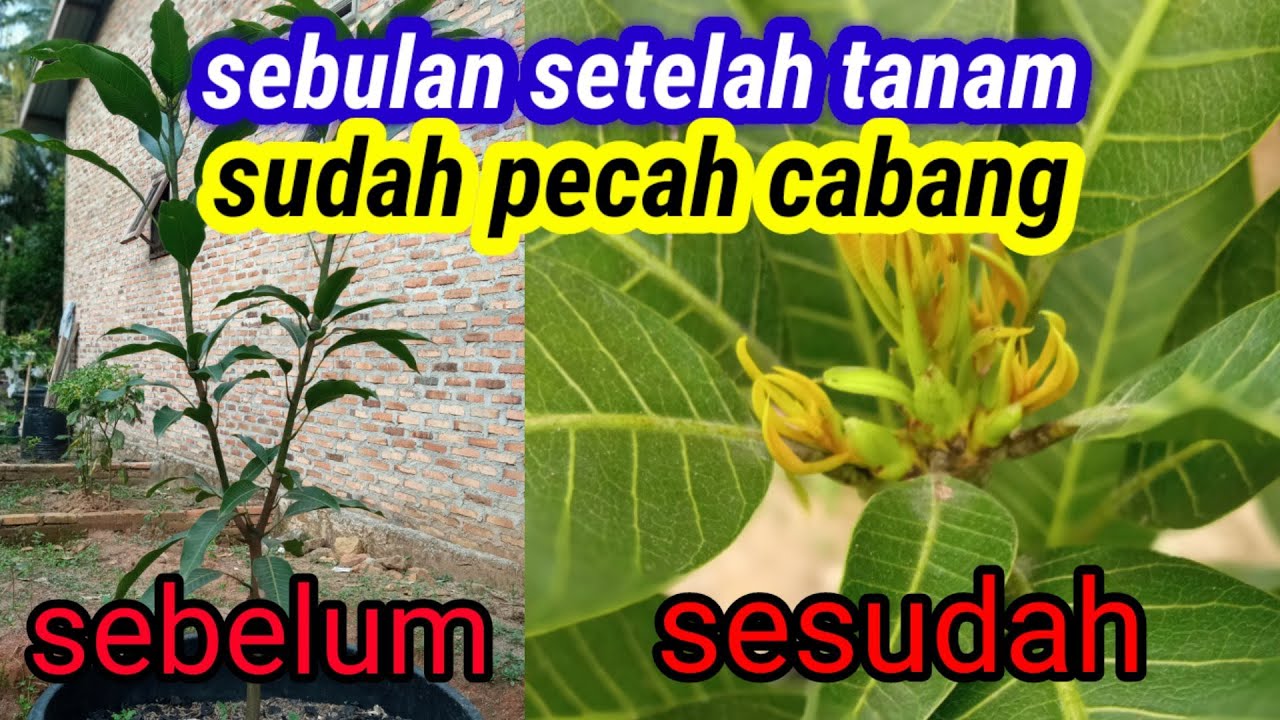Cara merawat mangga agar cepat besar
