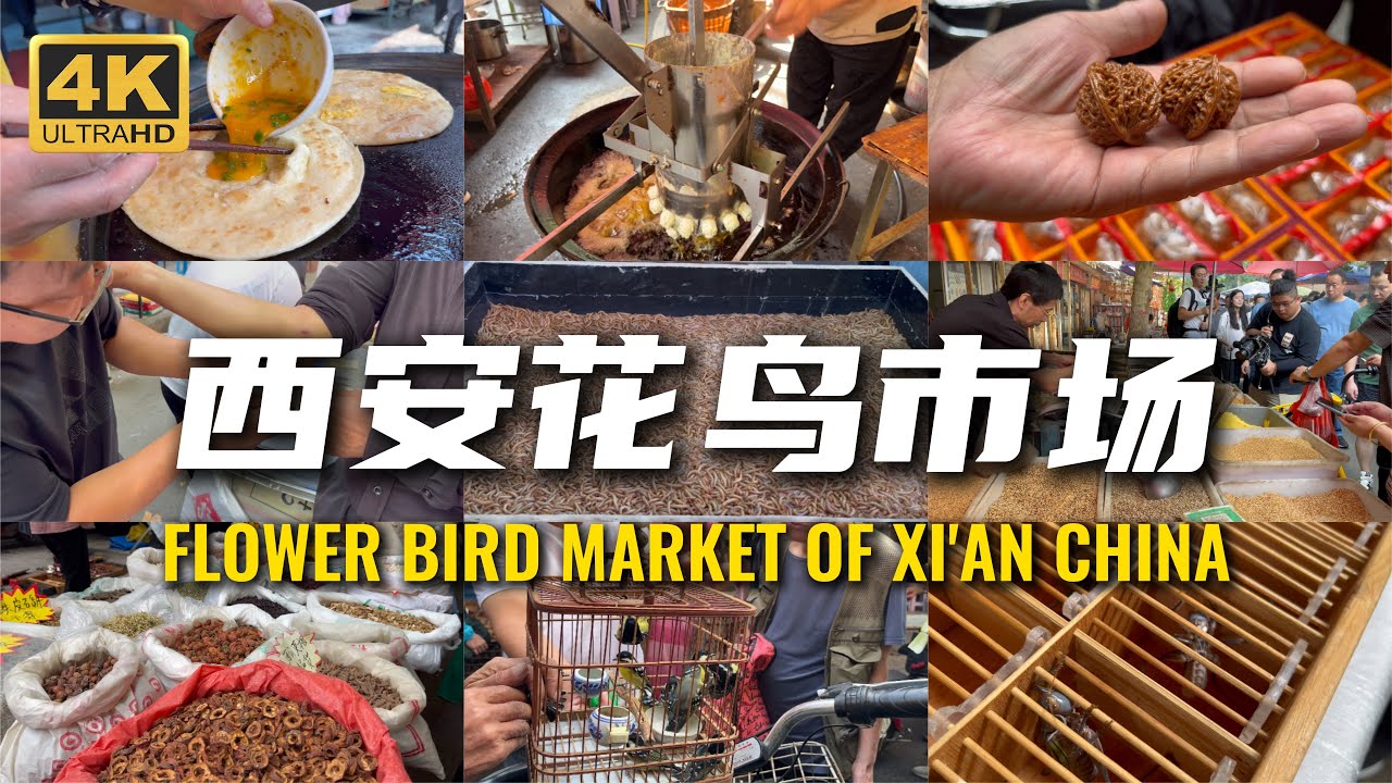 西安︱花鳥市場︱舊貨市場︱慢節奏#西安 #中國美食