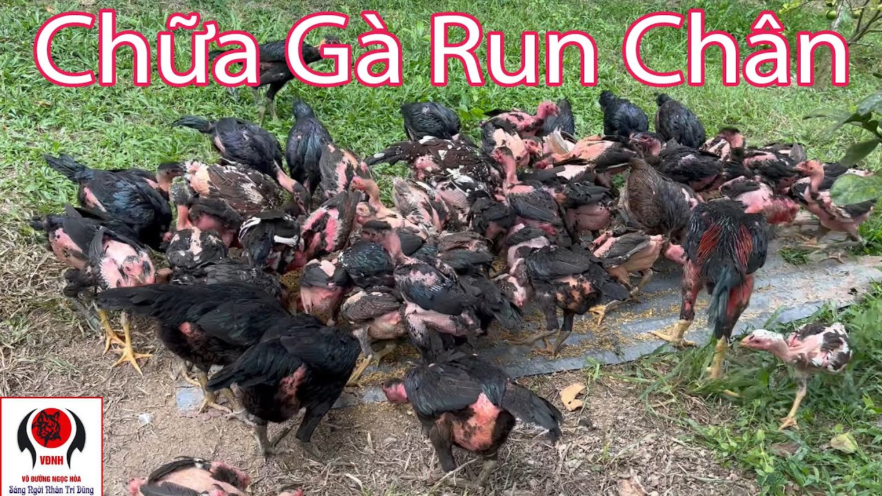 Gà bị run chân nguyên nhân và cách chữa hiệu quả | Nguyễn Viết Hòa
