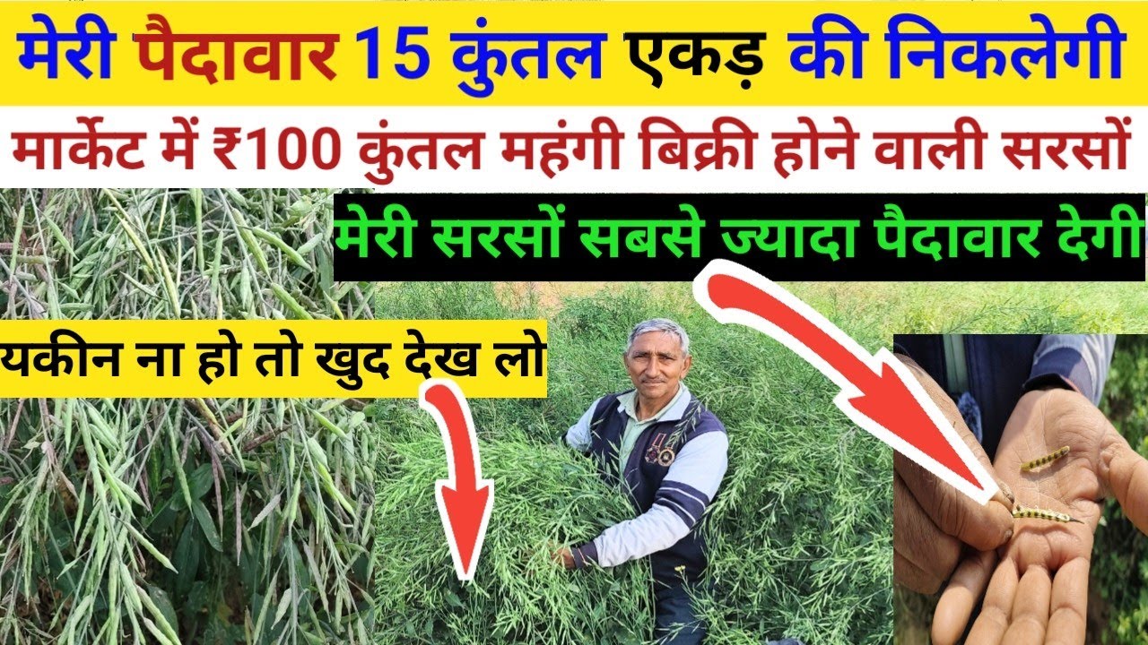 मेरी पैदावार 15 कुंतल एकड़ की निकलेगी//₹100 कुंतल महंगी बिक्री होने वाली सरसों देखो//sarson ki kheti