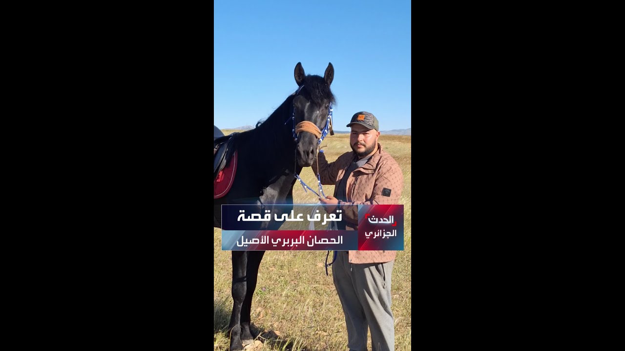 تعرف على قصة الحصان البربري الأصيل