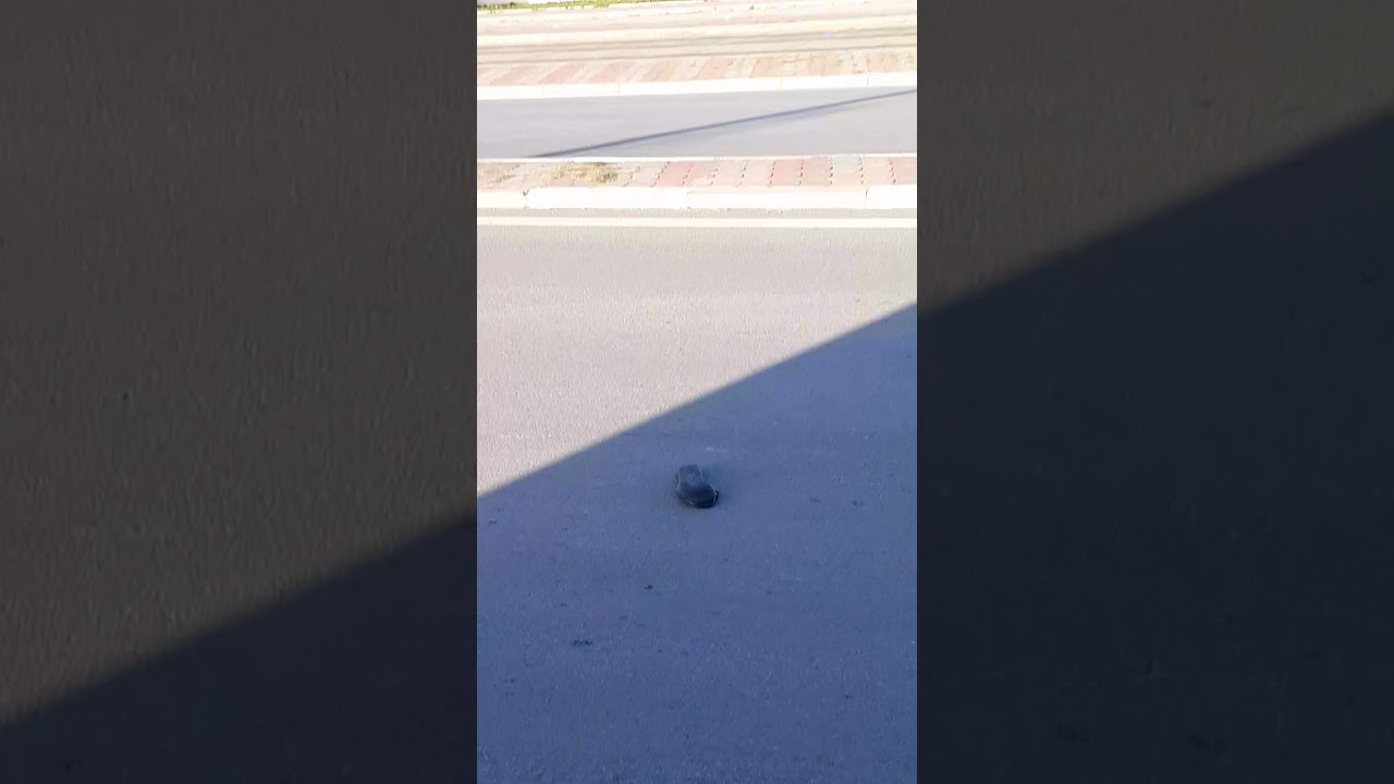 Run over stinky  shoes