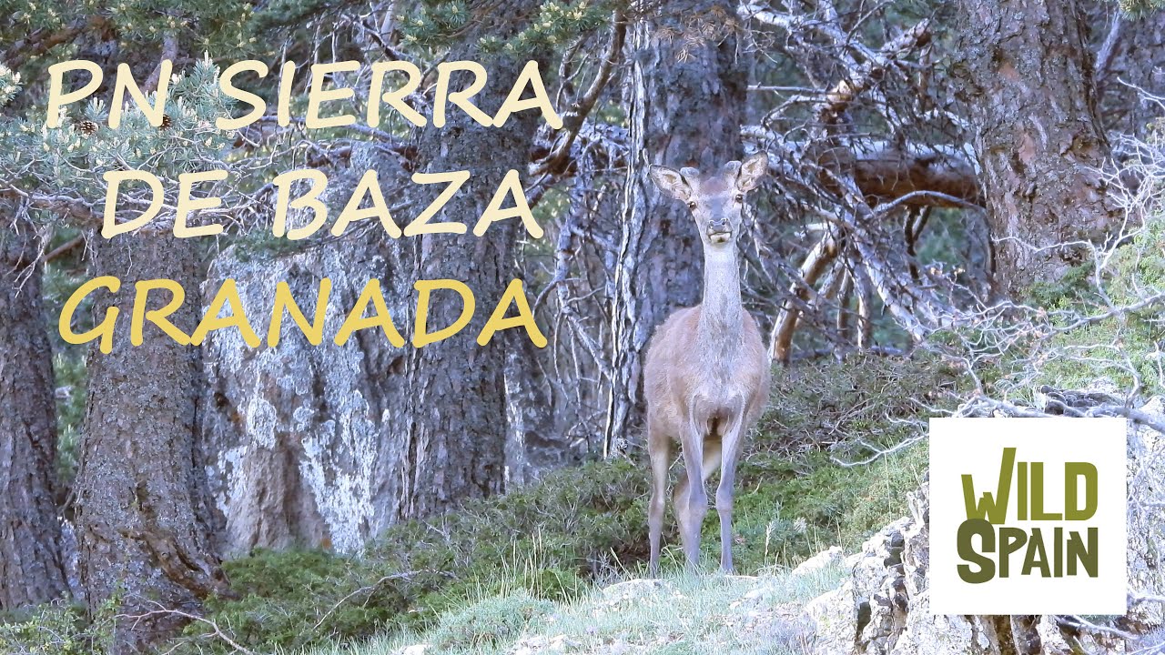 Wild Spain - Capítulo 80 - Parque Natural Sierra de Baza, Granada.
