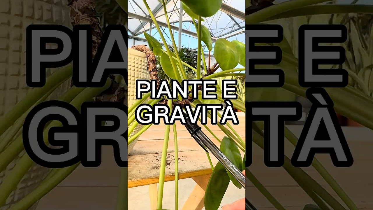 🌿 Le Piante e la Gravit&agrave; 🌿