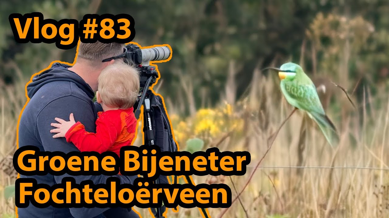 Mega klapper in het Fochteloërveen: Groene Bijeneter | Vogelskijken in Nederland