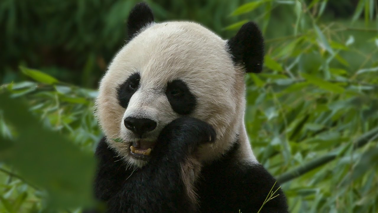 Why do Pandas have such Large Heads? | Super Cute Animals | The Travel Edit