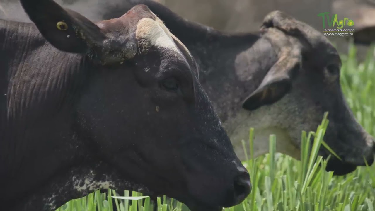 ¿Cómo es la producción ganadera en La Fazenda?