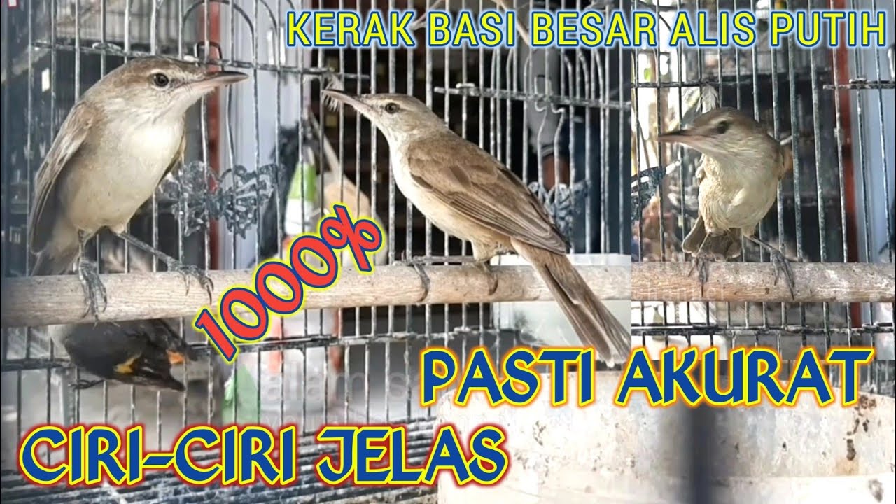PERBEDAAN KERAK BASI ALIS PUTIH JANTAN DAN BETINA || Ciri-Ciri Jelas Kerbas Besar Bahan Ombyokan