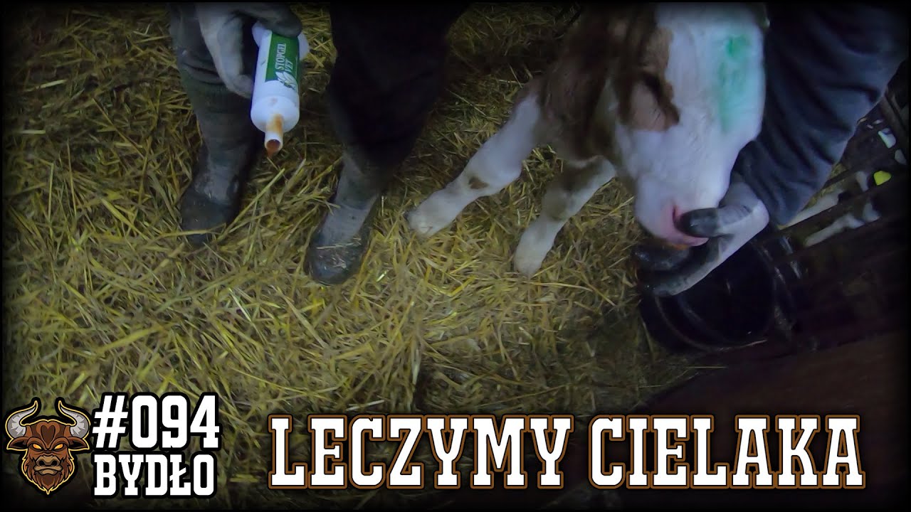 #94 Bydło opasowe - Leczymy chorego cielaka - czyli jak zawsze. Plan na test mlekopanu