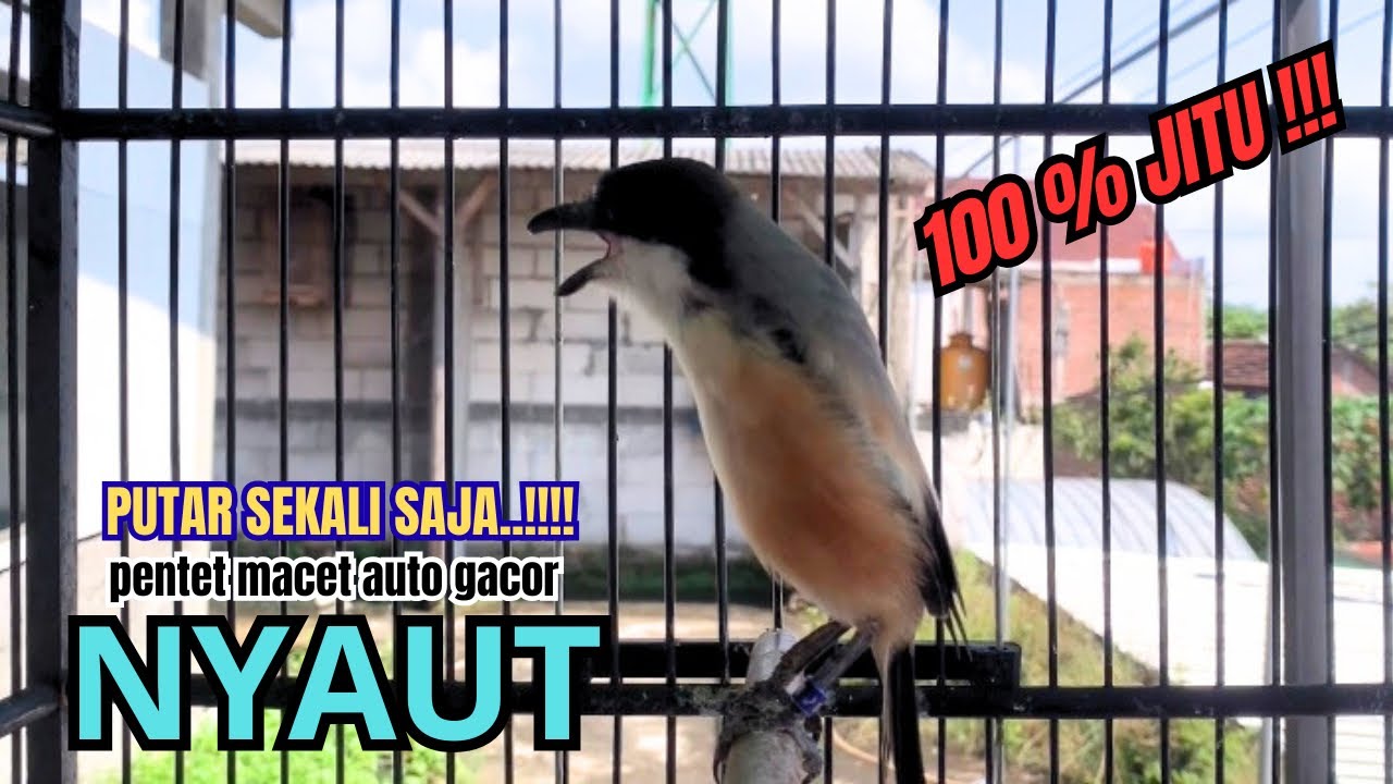 cendet gacor BONGKAR MATERI paling JITU PANCINGAN CENDET AGAR BUNYI bikin BURUNG PENTET GACOR NYAUT