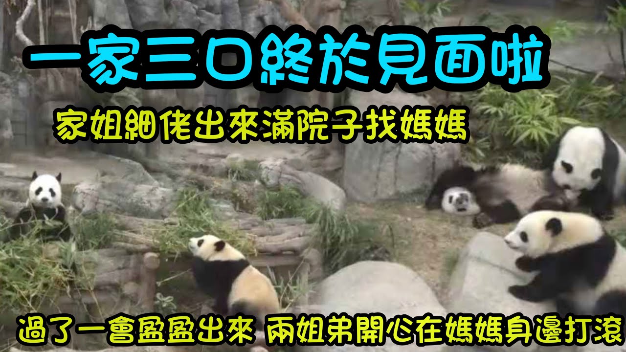 2月1日  終於和媽媽團聚喇，家姐細佬出來後滿院子找媽媽，過了一會盈盈出來，兩姐弟黏著媽媽 #香港大熊貓 #大熊貓加加 #大熊貓得得
