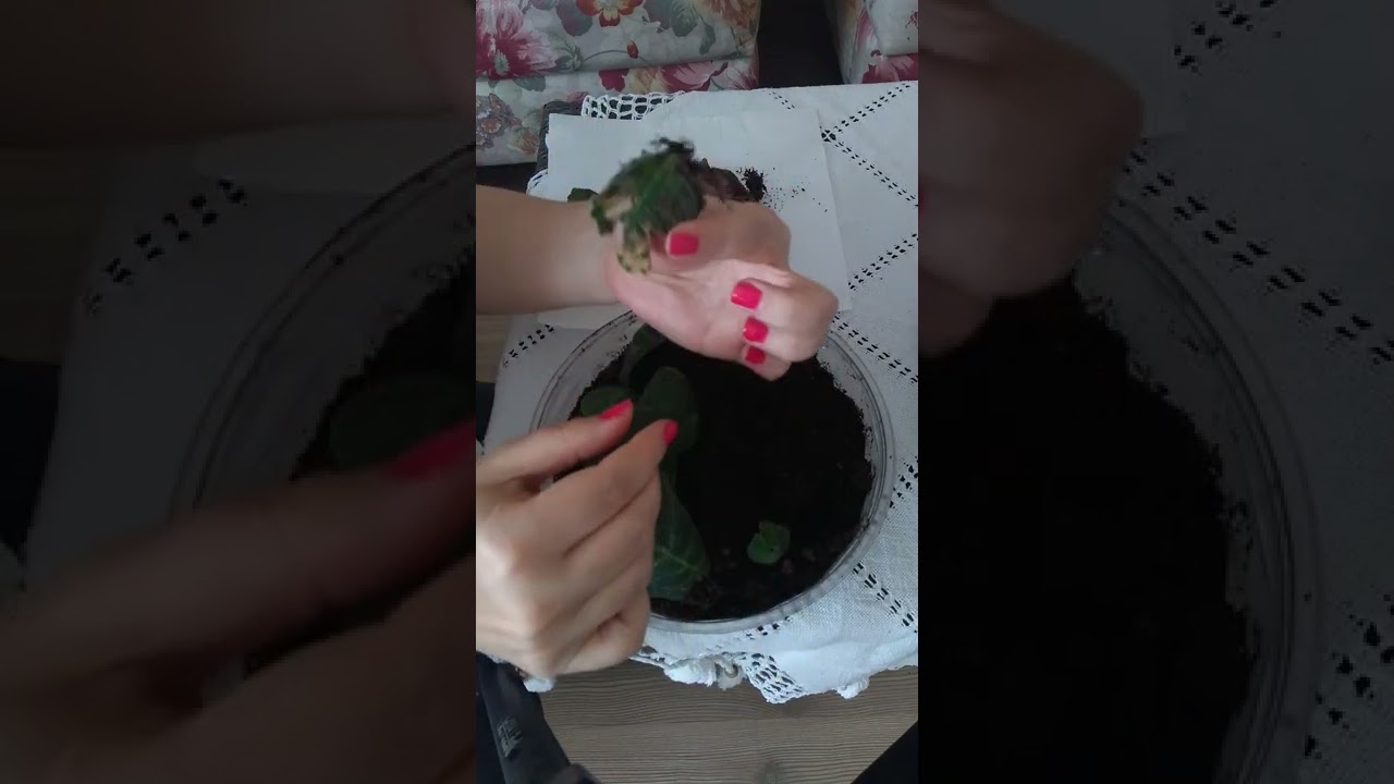 gloksinya yaprağı köklendirme çalışması sonuçları 🙏🙏❤️❤️