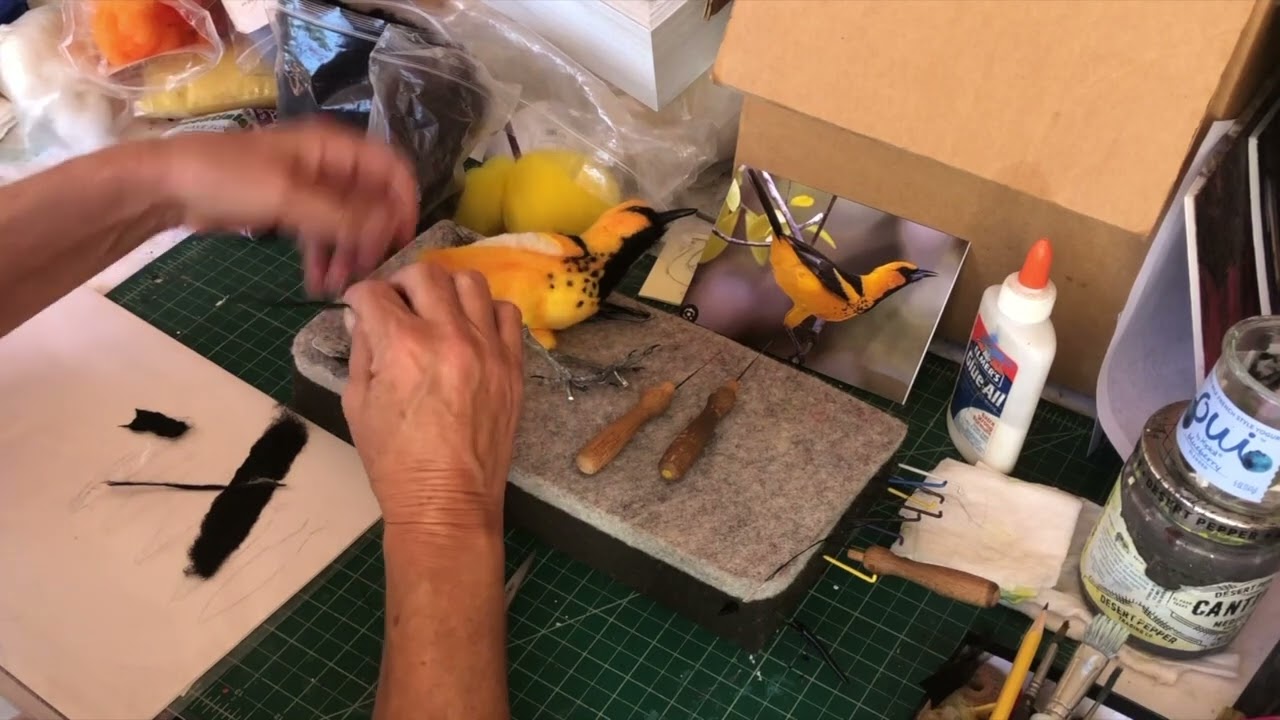 Feathers Pt.3 | Spot Breasted Oriole