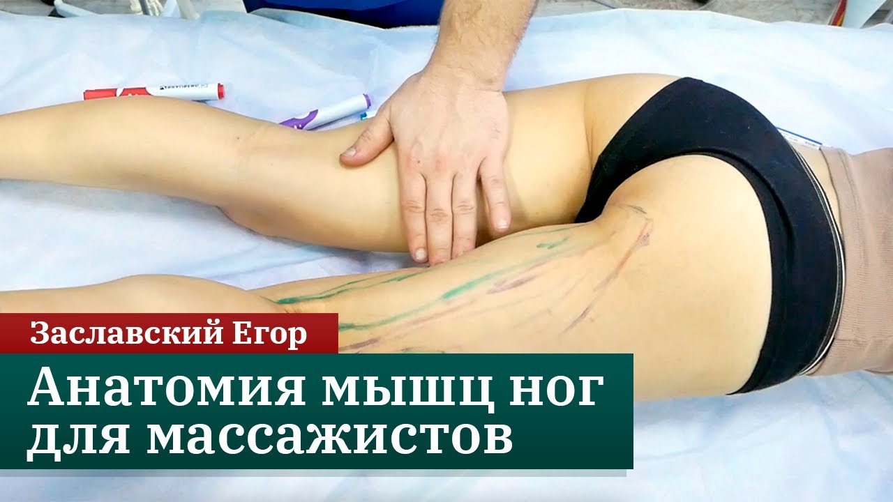 Анатомия мышц ног для массажистов. Задняя поверхность бедра. Заславский Егор