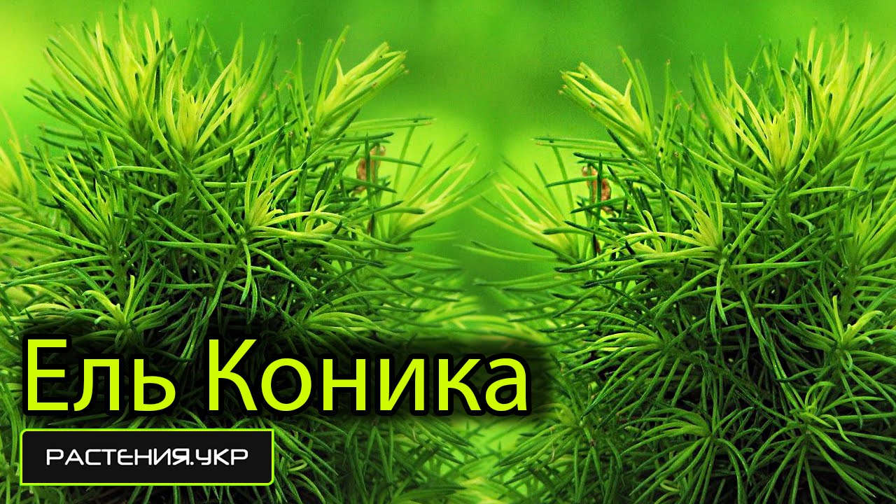 Канадская ель Коника / Ель посадка и уход / хвойные растения