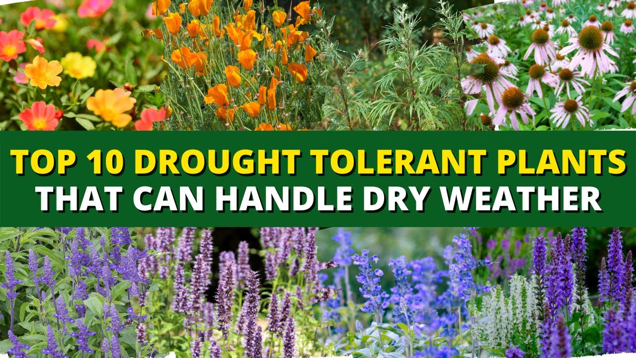 Top 10 Drought Tolerant Plants That Can Handle Dry Weather 🌿🌼☀️