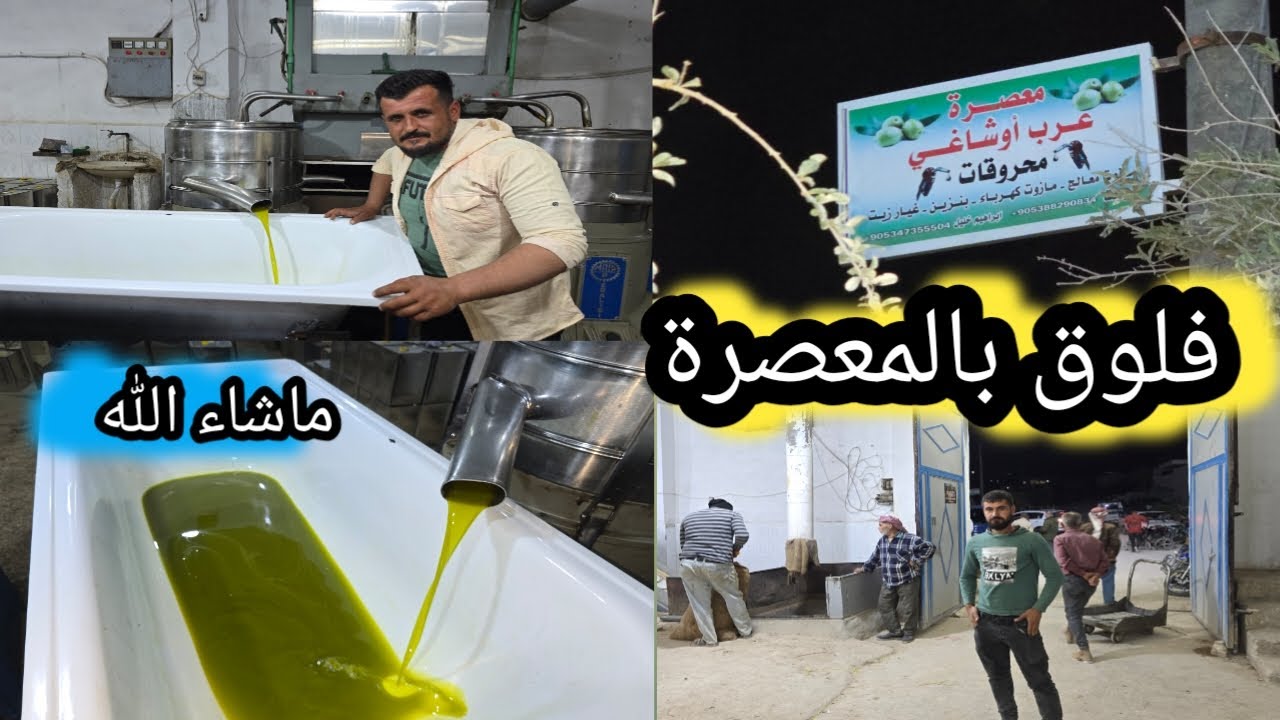 رحنا ع المعصرة عرب اوشاغي عصرنا الزيتون أجواء كتير حلوة تابعوا للأخير