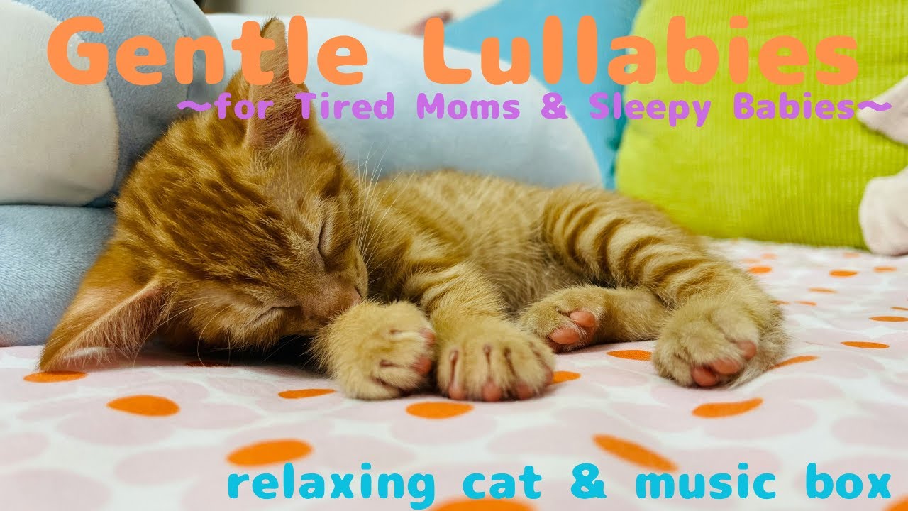 nap attack, nyan!