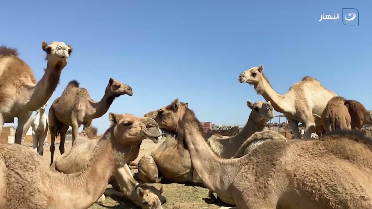 تاجر في سوق الجمال يصدم محمود سعد بعدد زوجاته وأبناءه و يكشف عن فؤاد عجيبة وصحية للبن الإبل