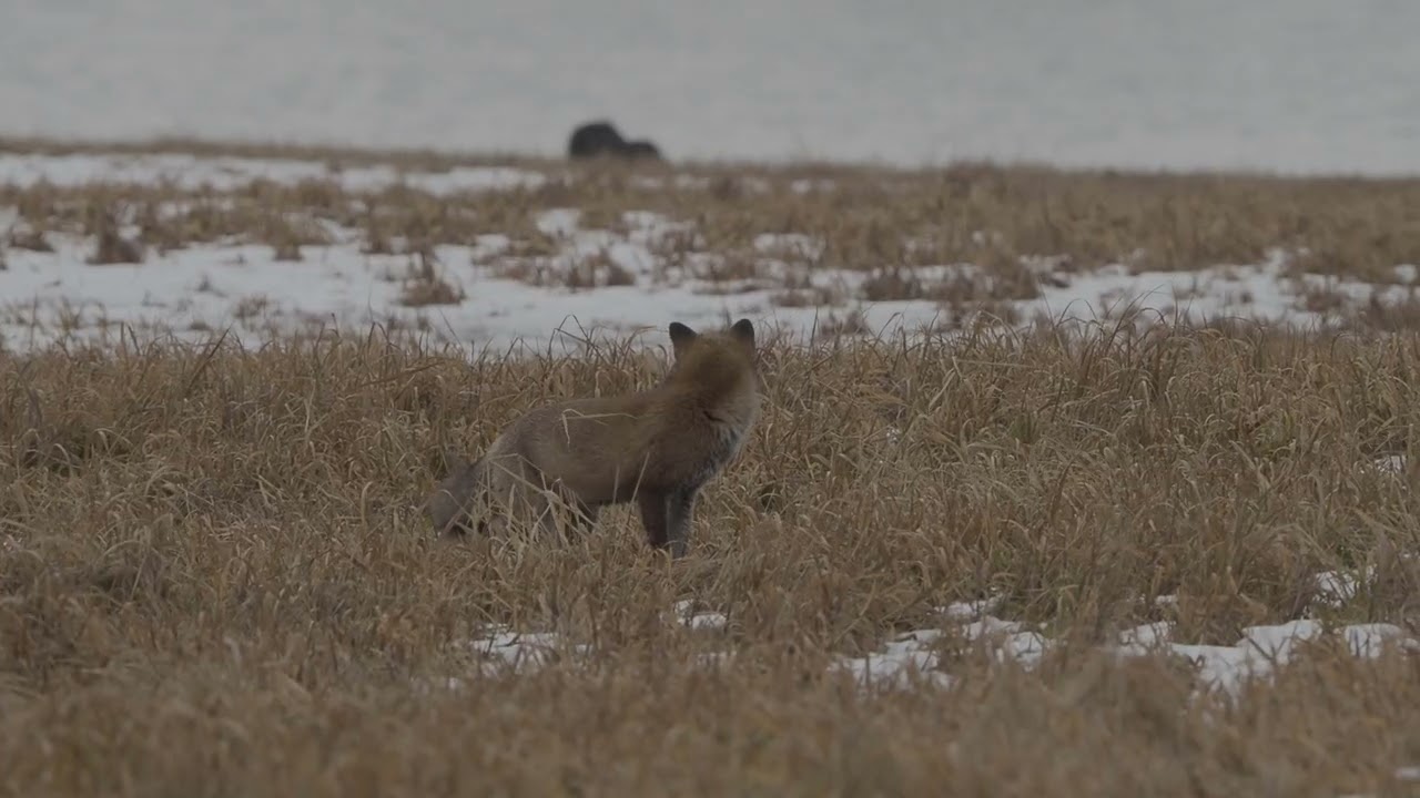 ヌートリアを食べるキツネ20260211米子水鳥公園P2114848