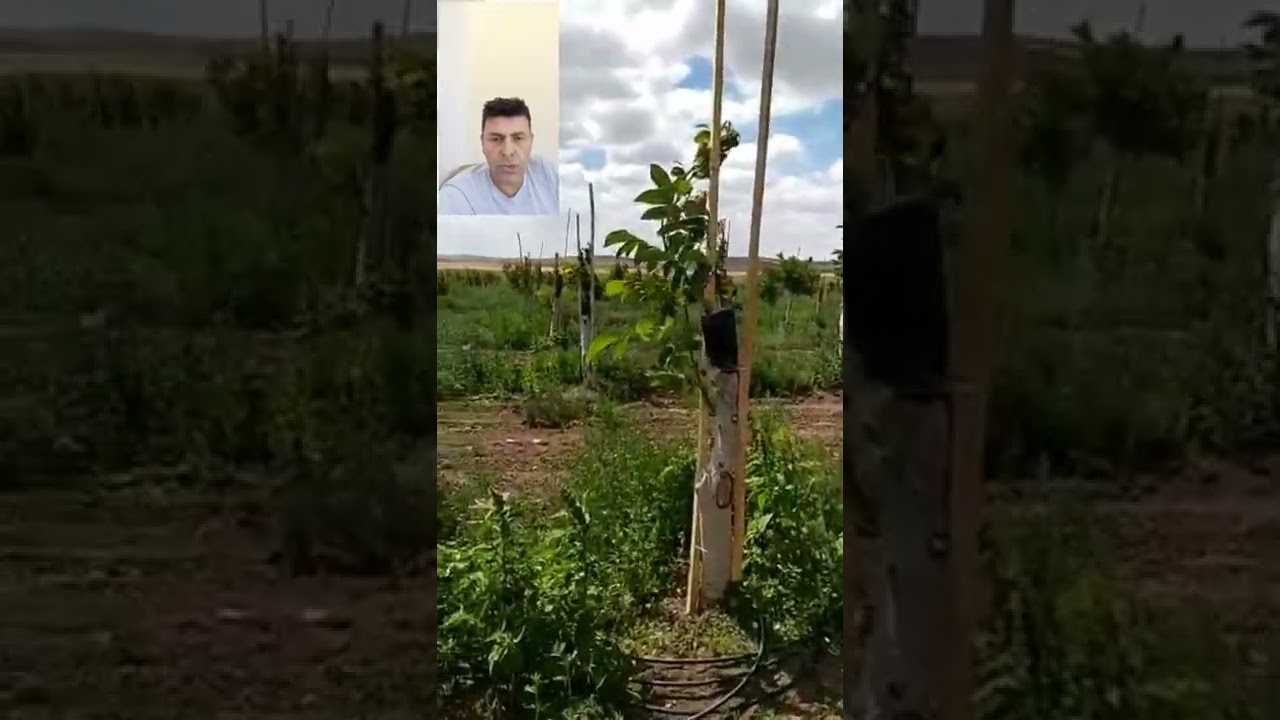 Konya 4 bin ağaç chandler aşılama