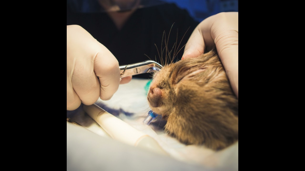 Oral Regional Nerve Blocks: Application and Drug Combinations