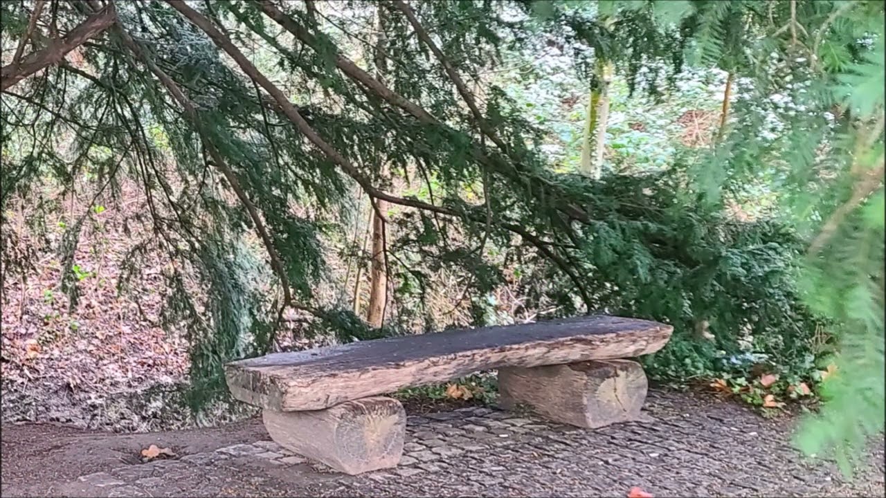 Winterhauch im Rombergpark Dortmund am 02.01.26