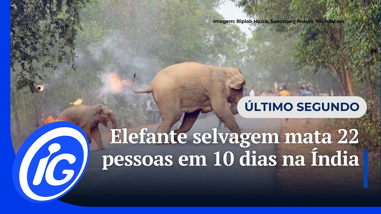 Elefante selvagem mata 22 pessoas em 10 dias na Índia