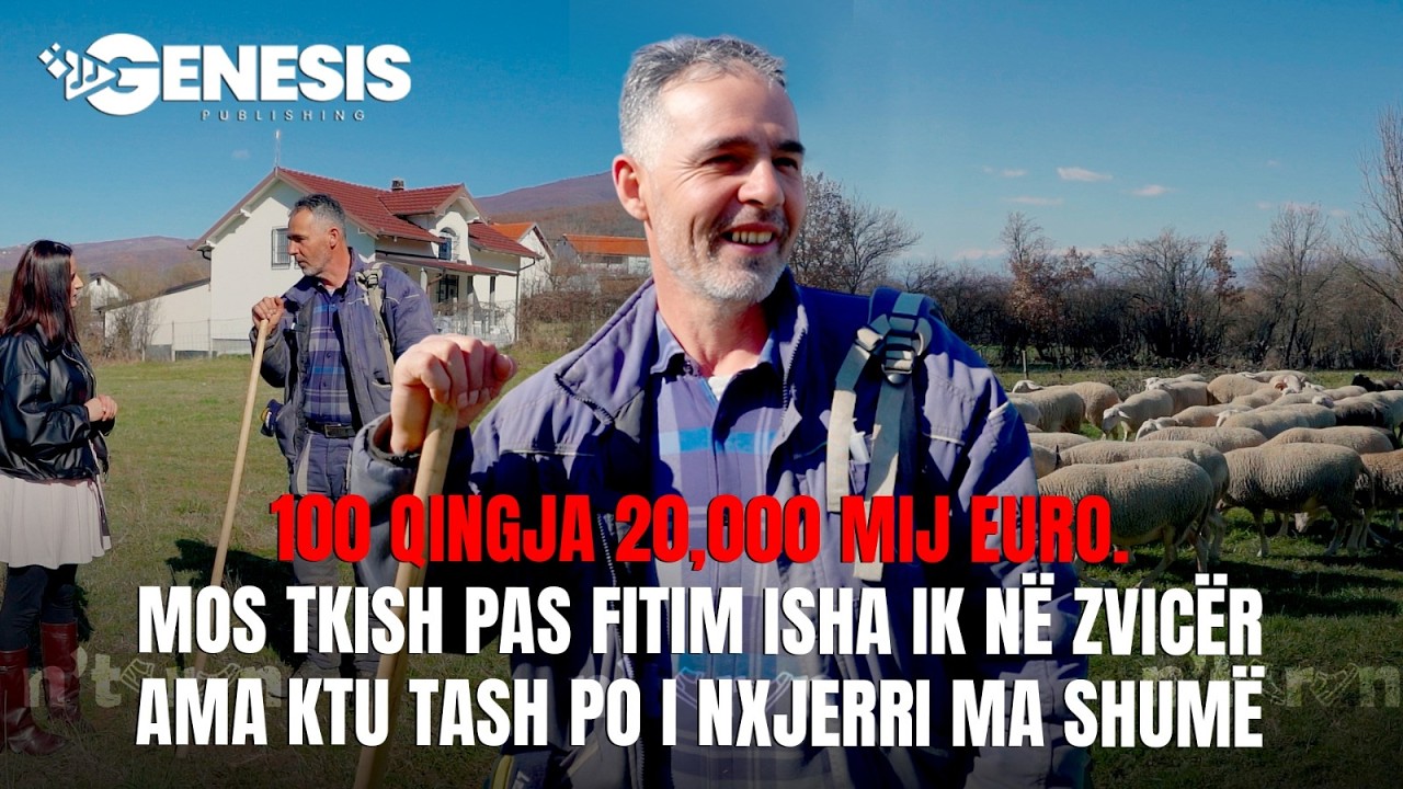 100 qingja 20,000 mij euro. Mos tkish pas fitim isha ik në Zvicër ama ktu tash po i nxjerri ma shumë